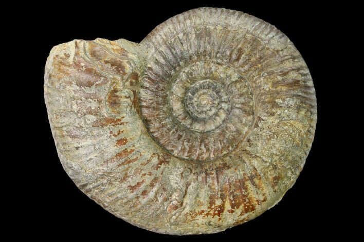 Bathonian Ammonite (Procerites) Fossil - France #152694